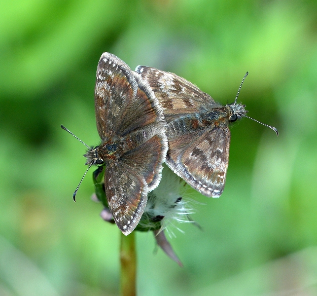 Erynnis tages  accoppiamento